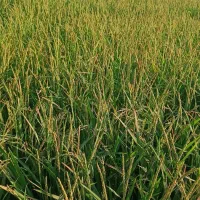 شلتوک|خوردنی و آشامیدنی|کوهنجان, |دیوار