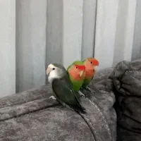 طوطی برزیلی