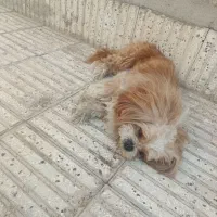 سگ خیلی خوشگل