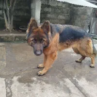 فروش سگ ژرمن