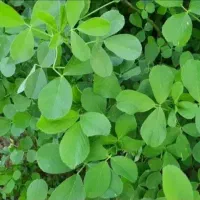 یونجه پرس شده