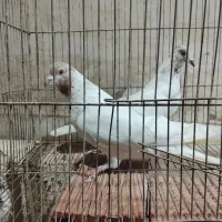 9عدد کبوتر خوب|پرنده|اردبیل, |دیوار