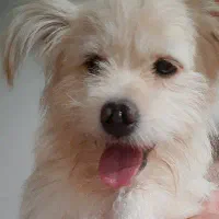 واگذاری اشپیتز نر