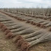 نهالستان انگور پسته گردو و صنوبر پربار دیرگل|خدمات باغبانی و درختکاری|همدان, |دیوار