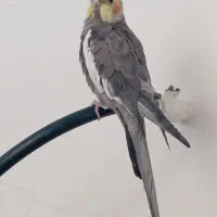 عروس هلندی سخنگو