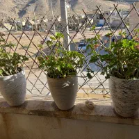 فروش یک واحد  منزل مسکونی  استهبان بنیادمسکن|فروش آپارتمان|استهبان, |دیوار