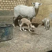 میش دوقلوزا لاروف،لاکن رومانف