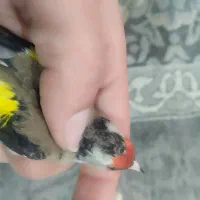 سهره داغسر و کرمونی ورسمی در خدمتم