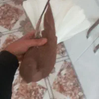 کبوتر دمسفید جفت کاکلی|پرنده|میلاجرد, |دیوار