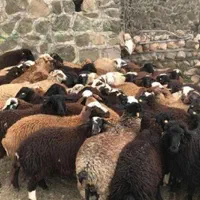 گوسفند زنده شاهین ویلا گلشهر باغستان گوهردشت