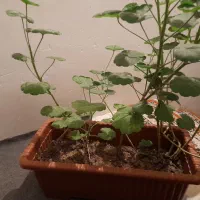 گل و گیاه|گل و گیاه طبیعی|اردبیل, |دیوار
