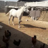 اسب|اسب و تجهیزات اسبسواری|بهبهان, |دیوار