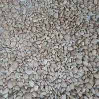 بادام سنگی|خوردنی و آشامیدنی|اصفهان, پروین|دیوار
