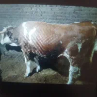 گاونرگوشتی‌سیمینتال