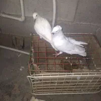 قیمت ۴۰۰|پرنده|چرام, |دیوار