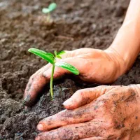 حمل شن و ماسه مستقیم از معدن آمل بدون واسطه|عمده‌فروشی|چالوس, |دیوار