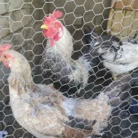 ماده‌مرغ خاگی تخم میزاره با خروس