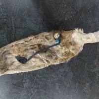 خیگ (هیزه) سالم