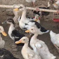 اردک. مرغابی