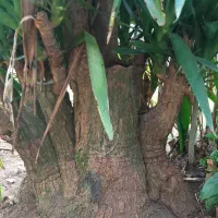 درختچه یوگا|گل و گیاه طبیعی|رودسر, |دیوار