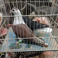 کرباتی دم سفید|پرنده|مشهد, هفده شهریور|دیوار