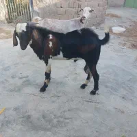 نری گوشتی سالم