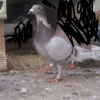 کبوتر قورگی مسابقه رفته|پرنده|مینودشت, |دیوار