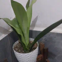 دیفن باخیایوکاوسانسوریاپتوس انجیری گندمی نازکاکتوس|گل و گیاه طبیعی|اسلامشهر, شهرک محمدیه|دیوار