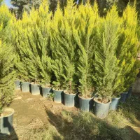 خدمات باغبانی فروش گل و گیاه باغچه کاری کاشت گل|خدمات باغبانی و درختکاری|تهران, هروی|دیوار