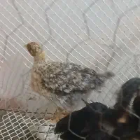 جوجه گلپایگان ۴عدد|حیوانات مزرعه|کرج, حصارک پایین|دیوار