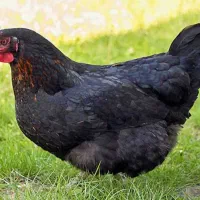 مرغ تخمی فروشی