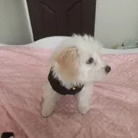 واگذاری توله