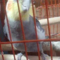 عروس هلندی سخنگو