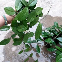 گیاهان آپارتمانی بعلت جا به جایی زاموفیلیا کامپکت|گل و گیاه طبیعی|مشهد, چهارچشمه|دیوار