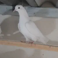 کفتر قریب گیری