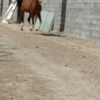 فروش فوری|اسب و تجهیزات اسبسواری|رامشیر, |دیوار