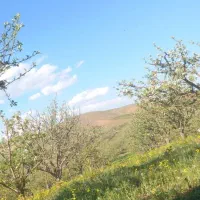 اهر|گل و گیاه طبیعی|اهر, |دیوار