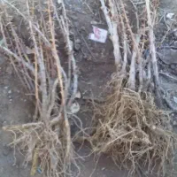 اغاز فروش نهال زرشک وعناب وسنجد از تولید کننده|خدمات باغبانی و درختکاری|مشهد, احمدآباد|دیوار