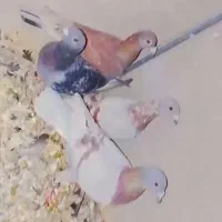 کبوتر بور لایی