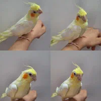 عروس هلندی لوتینو