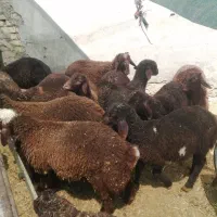 ۱۰ راس بره نر همو و هترو
