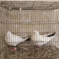 دمبی|پرنده|مبارکه, |دیوار