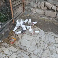 کبوتر خوشونع عقیقه|پرنده|چگنی, |دیوار