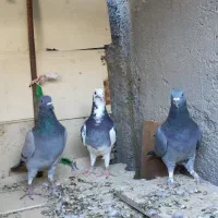 بورمگس|پرنده|نازیل, |دیوار