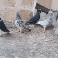 کبوتر پرشی|پرنده|شیراز, کوشک میدان|دیوار