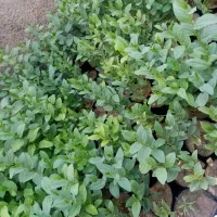 کنار معمولی