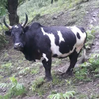 گاو چالوسی سرشاخ میزان