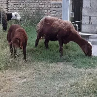 گوسفند بره دار