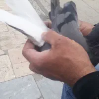 سه تا گفتر پرشی