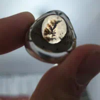 انگشتر شجر
